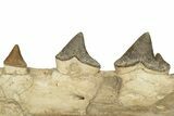 Fossil Primitive Whale (Pappocetus) Jaw - Morocco #227169-4